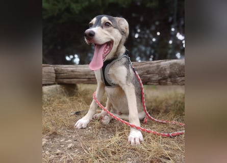 Steiger: toller Familienhund und aktiver Begleiter