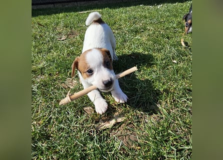 5 wunderschöne Jack Russel Terrier Welpen