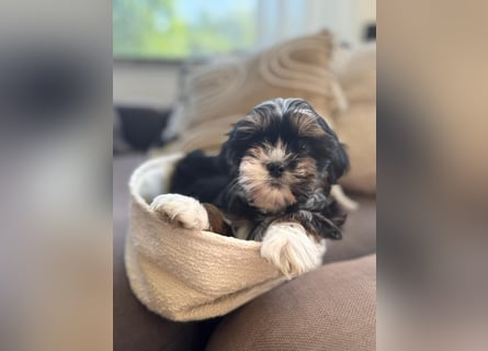 2 zuckersüße Maltipoo Welpen - Hündin