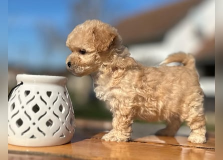 Rarität. Echte Teddybär Maltipoo Welpen in tollem Apricot abzugeben. Malteser/Pudel