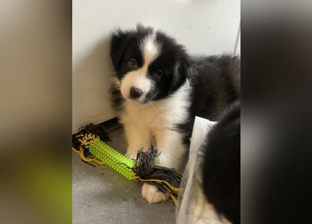 Diese süßen Australian Shepherd Welpen
