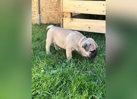 Zuckersüße Freiatmige Bulldoggenwelpen