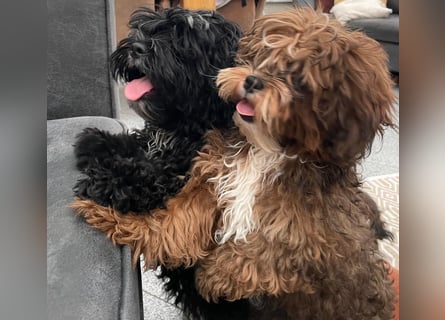 Shih Tzu - Pudelmischlingswelpen abzugeben