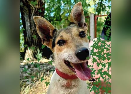 ❤️ lebenslustige kleine ROXY - 3 Jahre, 38cm/8kg - Jack Russell-Mix