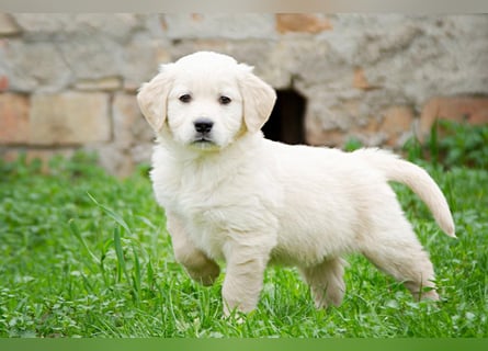 Goldenretriever Welpen