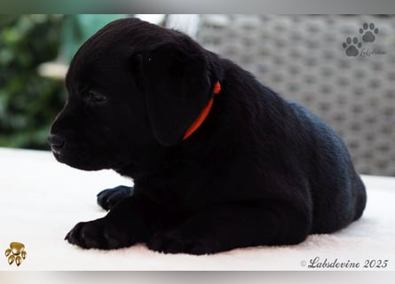 Traumhafte Labrador Welpen in Schwarz und Gelb suchen ein liebevolles Zuhause!