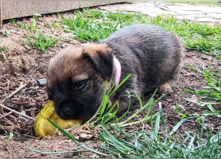 1 süße Border Terrier Hündin sucht ein liebevolles Zuhause