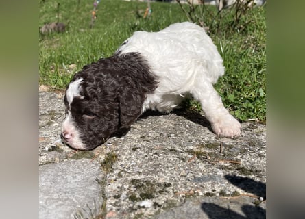 Lagotto - ein Herz aus Locken und Liebe