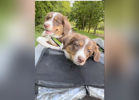 Australian Shepherd Welpen braun/redtri (Minimix/Reinrassig)+ Gesundheitszeugnis