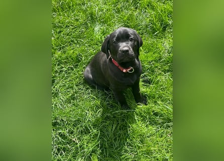 2 Labrador Retriever Weibchen Welpen mit Ahnenpass, Eltern HD, ED, PL, OCD, Augen und Genetisch frei