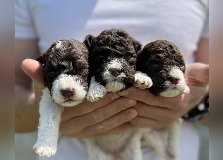 Lagotto Romagnolo, Welpen von ausgezeichneter Qualität