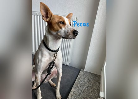 Pecas 05/2022 (in Deutschland) - frech, klug und bereit fürs Abenteuer!