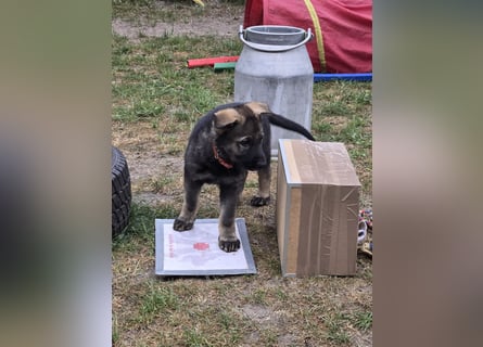 Dunkelgraue Schäferhunde aus Kör-u.Leistungzucht