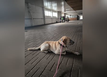 Labrador Golden Retriever Mix 