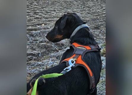 Holly: sucht DRINGEND ihre Endstelle zum Ankommen in 74906 Bad Rappenau