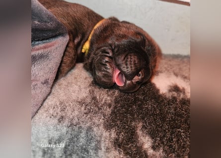 Wir erwarten Cane Corso Italiano Welpen