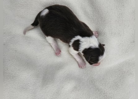 Border Collie Welpen