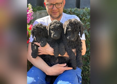 Goldendoodle F1b