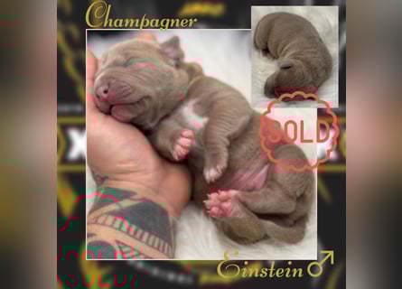 Kingzbullys Classic Edition/American Bully Classic