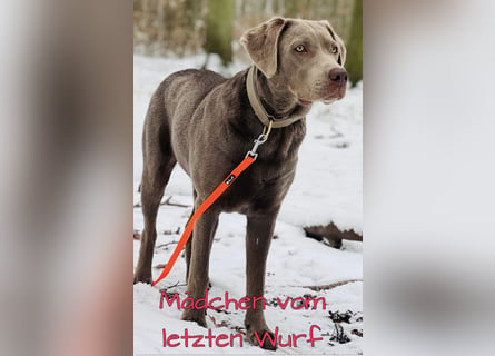 Labrador Welpen in der Farbe Silber mit Ahnentafel!