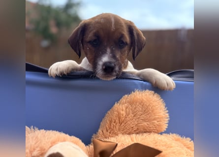 Jack Russel Terrier Welpen mit Stammbaum