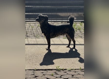 Lui - kleiner Hund mit großem Herz sucht 2te Chance