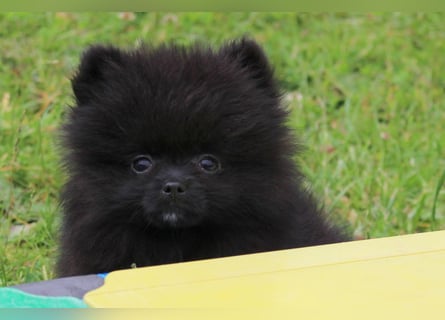 Unser sehr kleines Pomeranian Zwergspitz Mädel "Yulie" sucht Kuschelpartner