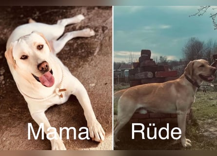 Labrador Rüde