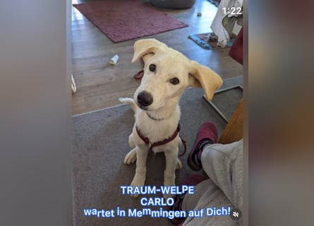 Carlo – ein kluger Dreikäsehoch auf der Suche nach seinem Platz im Leben (auf PS PLZ 87763)