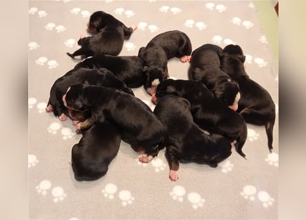Entlebucher Sennenhund-Welpen "vom Zwergenstübchen" mit Ahnentafel