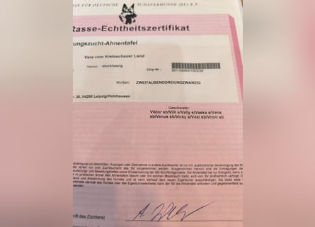 Deutsche Schäfer Hunde Welpen Rassen Hunde