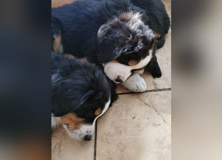 Berner Sennen Welpen