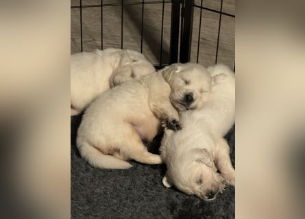 Golden Retriever Welpen aus verantwortungsvoller Zucht
