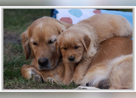 Golden Retriever Welpen vom Thüringer Wald