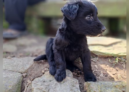 11 putzmuntere Aussiedoodles