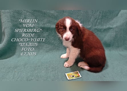 Border Collie-Welpen , black-,choco-,red-white und red-,black-merle