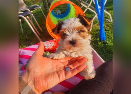 Biewer Yorkshire Terrier, Welpe,Rüde, reinrassig sehr selten