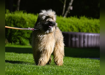 bezaubernde Tibet Terrier Welpen aus liebevoller Zucht dürfen Ende Juli ausziehen..