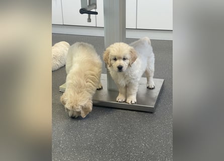 Golden Retriever Welpen aus excellenter Verpaarung
