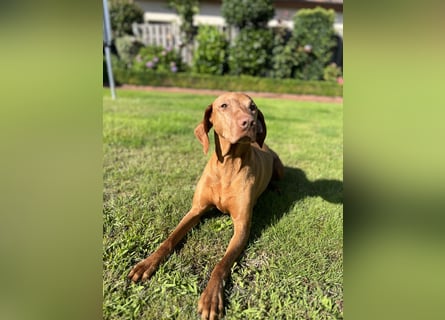 Magyar Vizsla Welpen