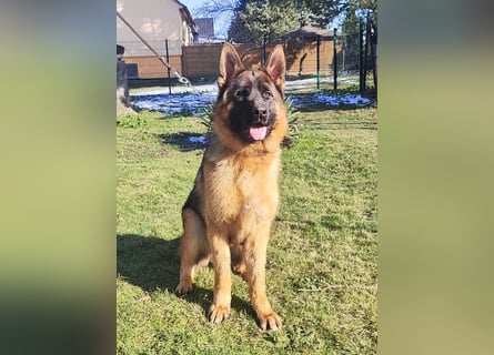 Junger Schäferhund Rüde