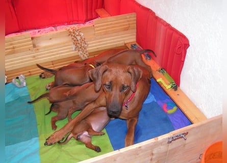 Rhodesian Ridgeback Welpen