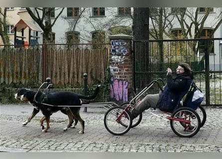 Große Schweizer Sennenhund Welpen