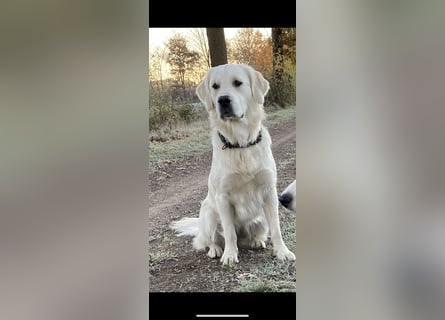 Wunderschöne Golden Retriever Welpen