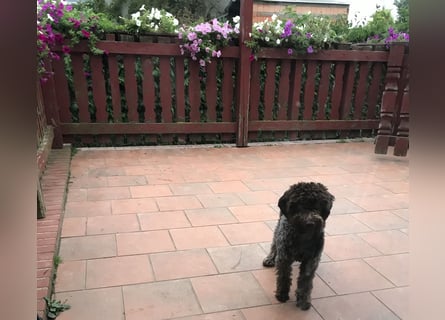 Lagotto Romagnolo / Wasserhund/ Trüffel Suchhund