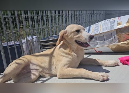Daria: zuckersüßes Labbi-Mädchen