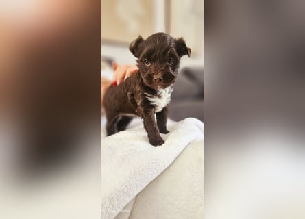 Süsses Yorki Bolonka Zwetna Mädchen Welpe abzugeben