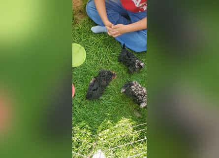 3 Minipudel/Zwergpudelwelprn hypoallergen!