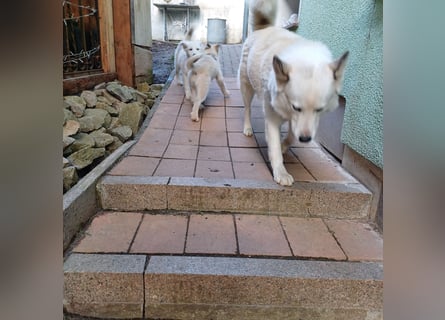 Akita-Husky Welpen
