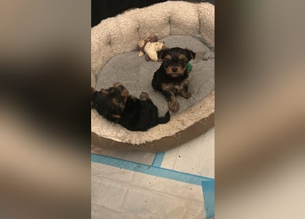Reinrassige, bezaubernd schöne Yorkshire Terrier Welpen zu verkaufen